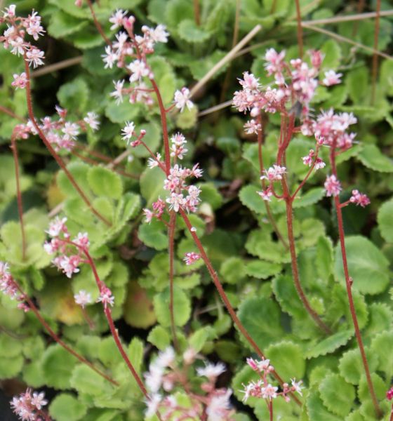 Schatten-Steinbrech, Porzellanblümchen Elliots Variety (Saxifraga x urbium Elliots Variety)