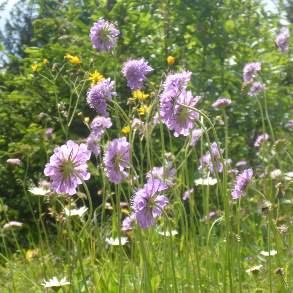 Glanz-Skabiose (Scabiosa lucida)