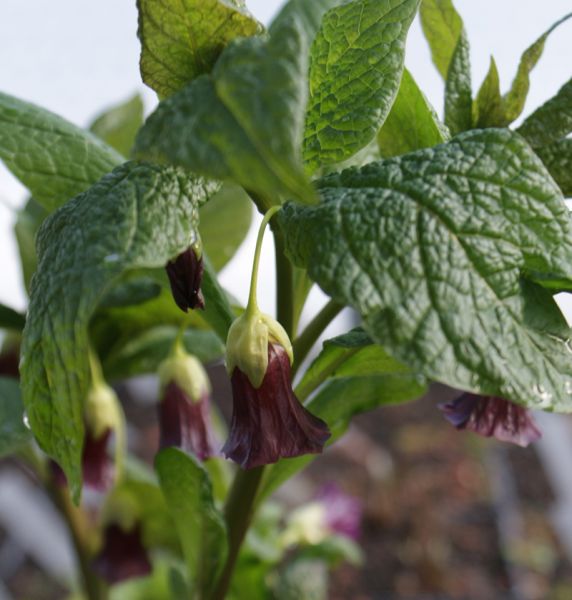 Tollkraut Zwanenburg (Scopolia carniolica Zwanenburg)