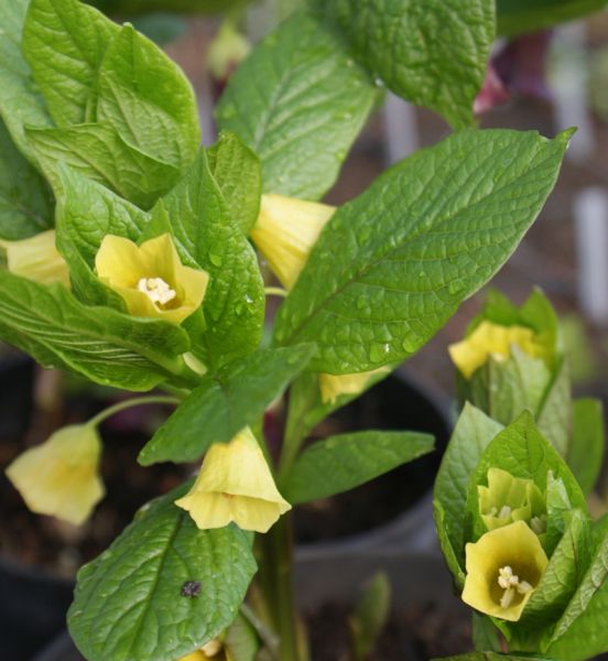 Tollkraut (Scopolia carniolica hladnikiana)