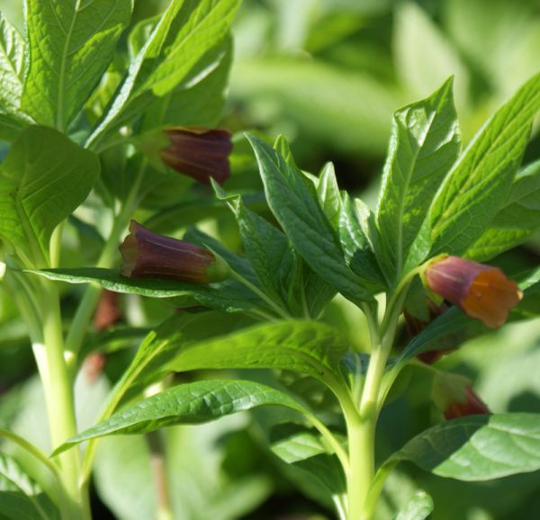 Krainer Tollkraut (Scopolia carniolica)