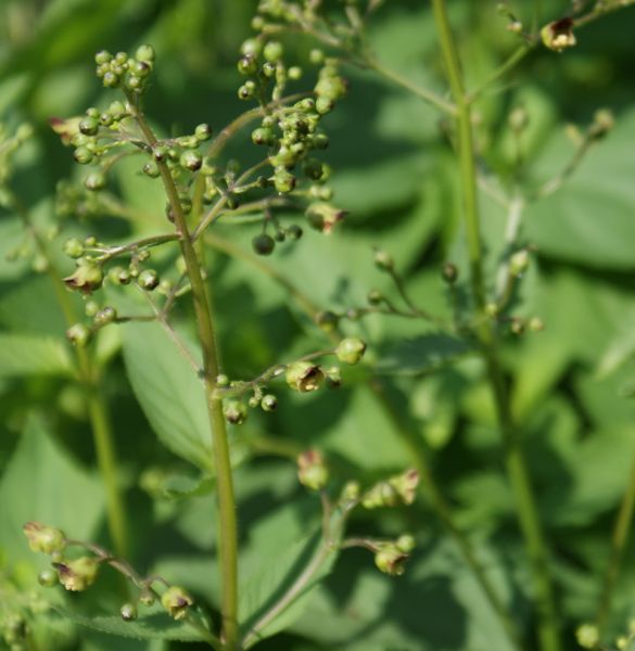 Knotige Braunwurz (Scrophularia nodosa)