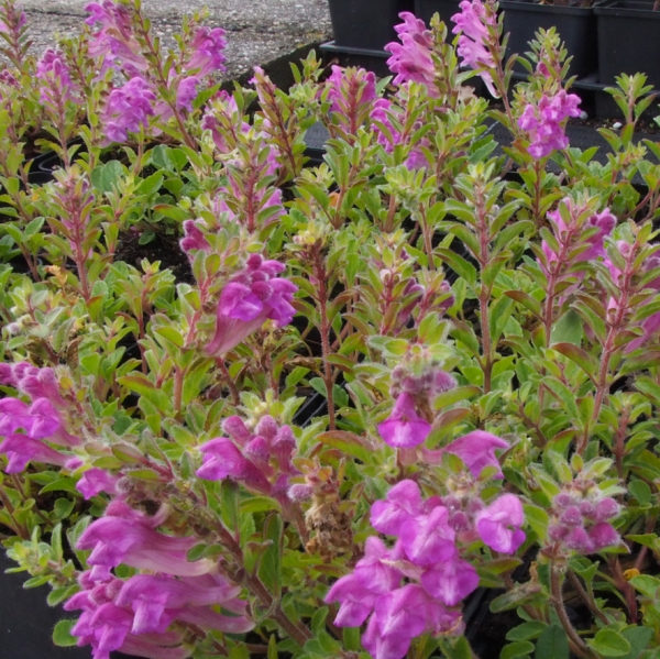 Pontisches-Helmkraut (Scutellaria pontica)