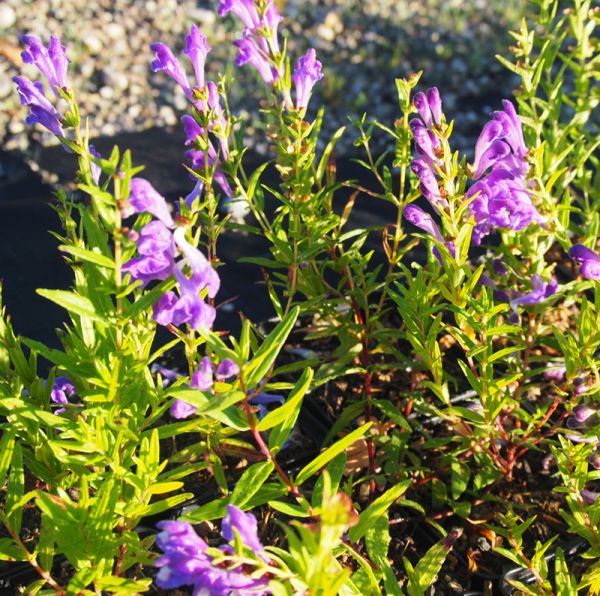 Baikal-Helmkraut (Scutellaria baicalensis)