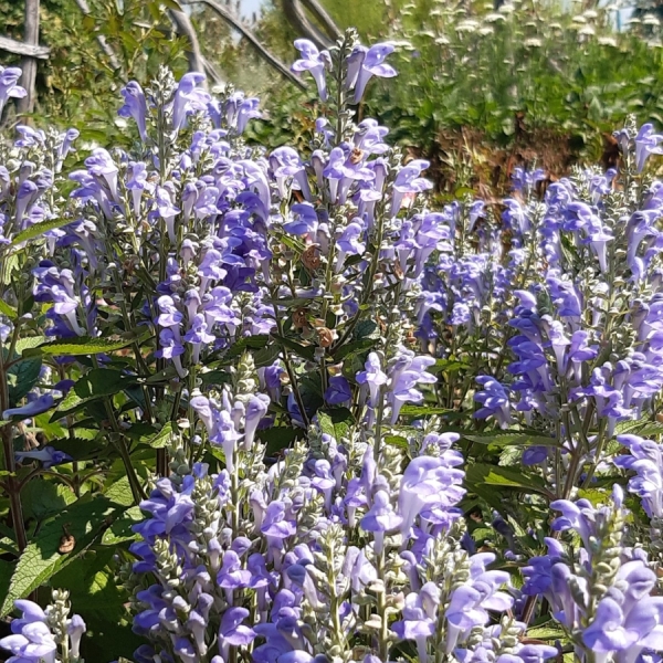 Herbst-Helmkraut (Scutellaria incana)