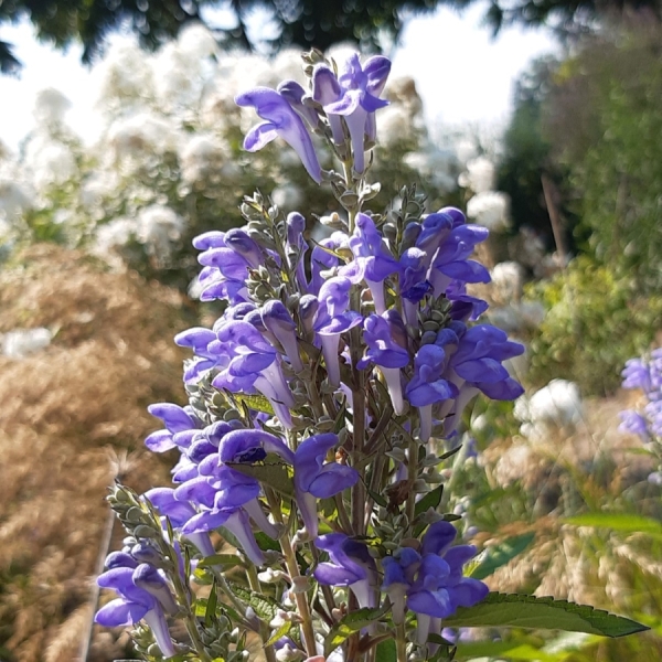 Herbst-Helmkraut (Scutellaria incana)