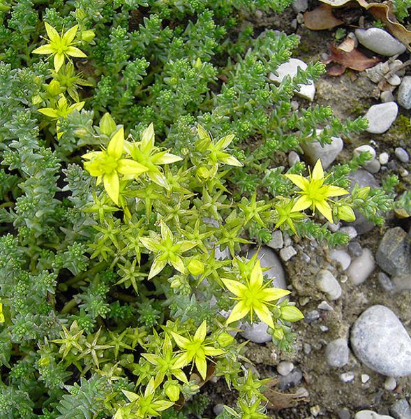 Milder Mauerpfeffer (Sedum sexangulare)