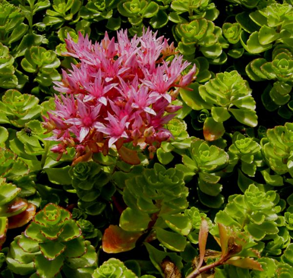 Teppich-Fetthenne Summerglory (Sedum spurium Summerglory)