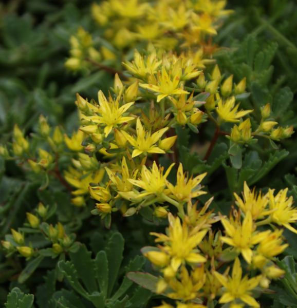 Gold-Fetthenne Immergrünchen (Sedum hybride Immergrünchen)