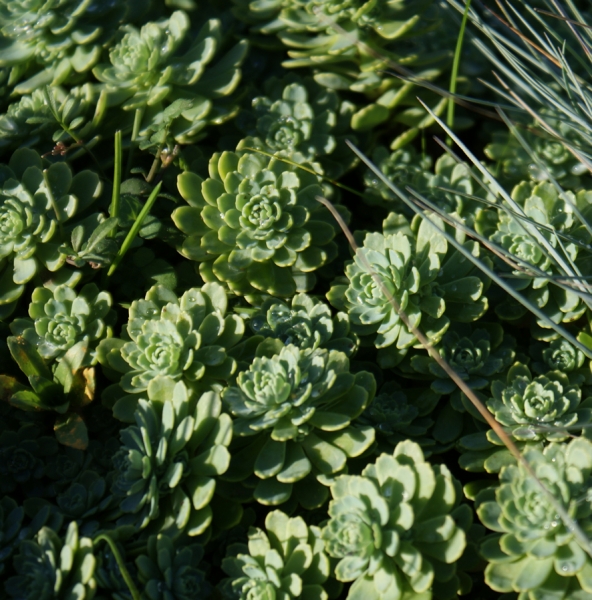 Dickrosettiges Fettblatt (Sedum pachyclados)