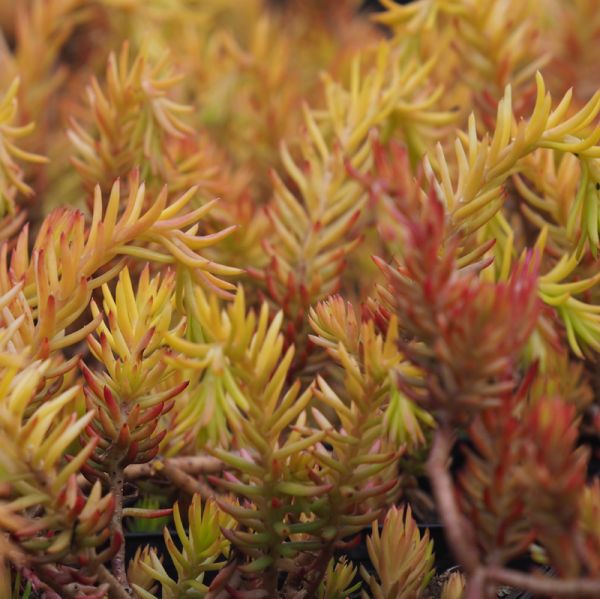 Tripmadam Angelina (Sedum reflexum Angelina)