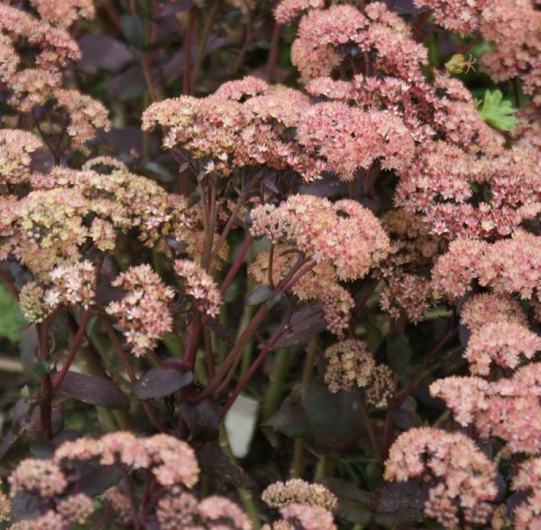 Purpur-Fetthenne Purple Emperor (Hylotelephium spectabile; syn. Sedum spectabile Purple Emperor)