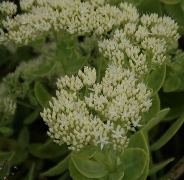 Hohe Fetthenne Stardust (Hylotelephium spectabile; syn. Sedum spectabile Stardust)