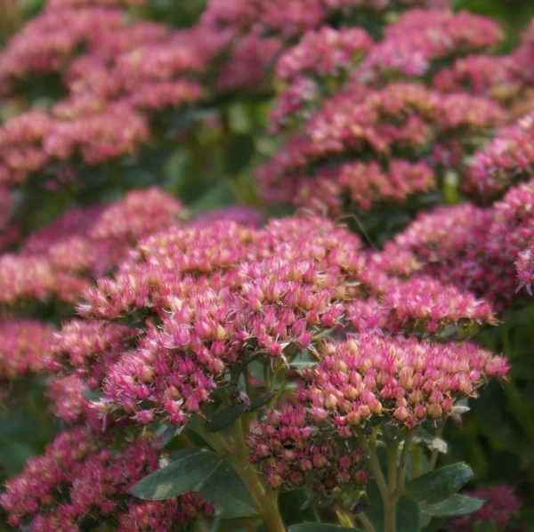 Hohe Fetthenne Carl (Hylotelephium sepctabile; syn. Sedum spectabile Carl)