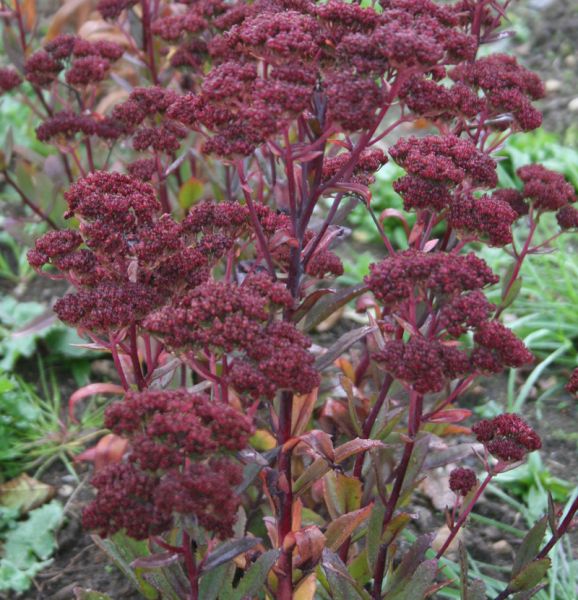 Hohe Fetthenne Garnet Brocade (Hyotelephium telephium; syn. Sedum telephium Garnet Brocade)