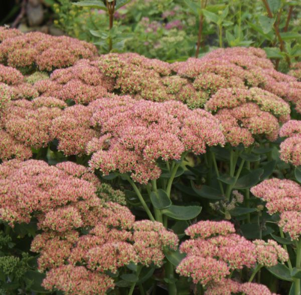 Hohe Fetthenne Herbstfreude (Hylotelephium telephium; syn. Sedum telephium Herbstfreude)