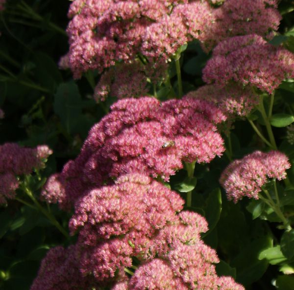 Hohe Fetthenne (Hylotelephium telephium ssp. telephium; syn. Sedum telephium ssp. telephium)