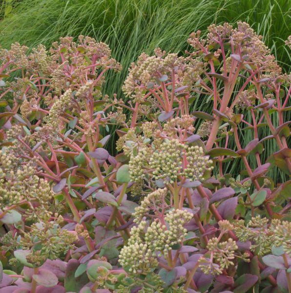 Hohe Fetthenne Hab Grey (Hylotelephium telephium; syn. Sedum telephium ssp. ruprechtii Hab Grey)