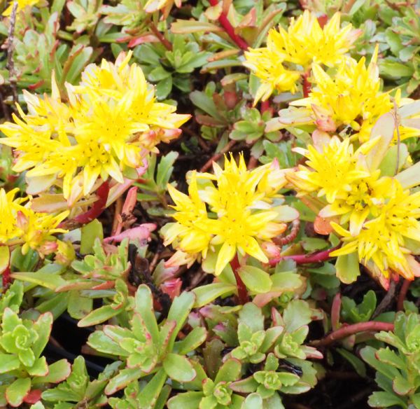 Gold-Fetthenne Weihenstephaner Gold (Sedum floriferum Weihenstephaner Gold)