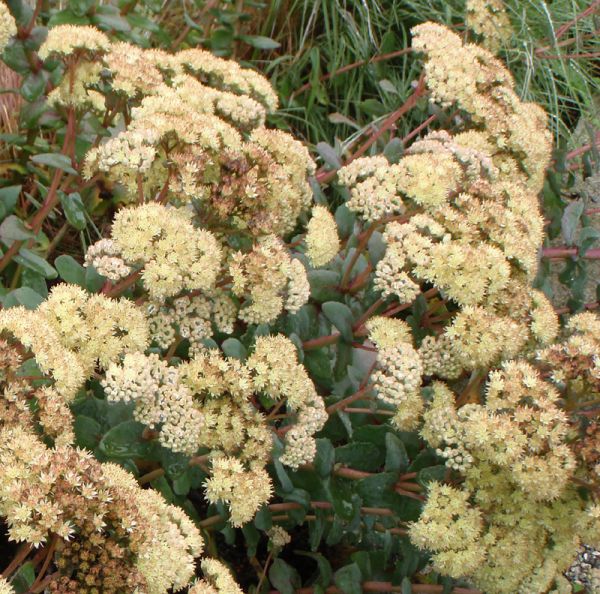 Hohe Fetthenne (Hylotelephium telephium ssp. maximum; syn.Sedum telephium ssp. maximum)