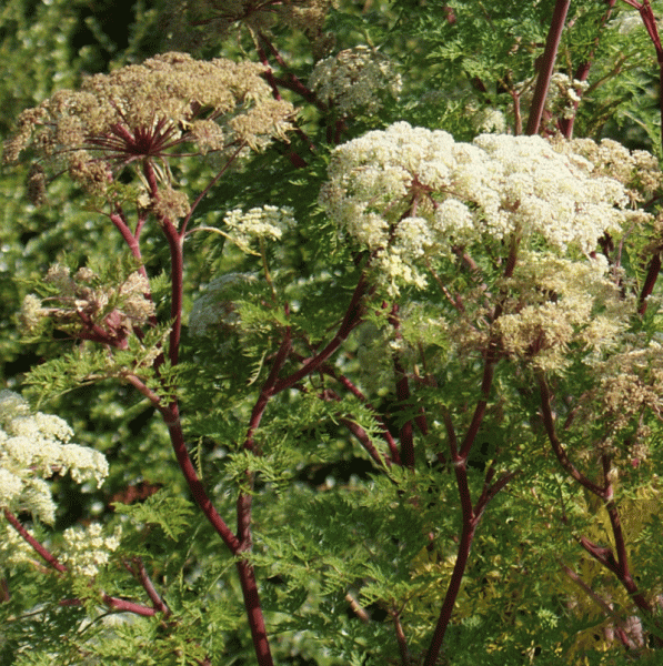 Himalaya-Silge (Cortia wallichiana, alt: Selinum wallichianum)