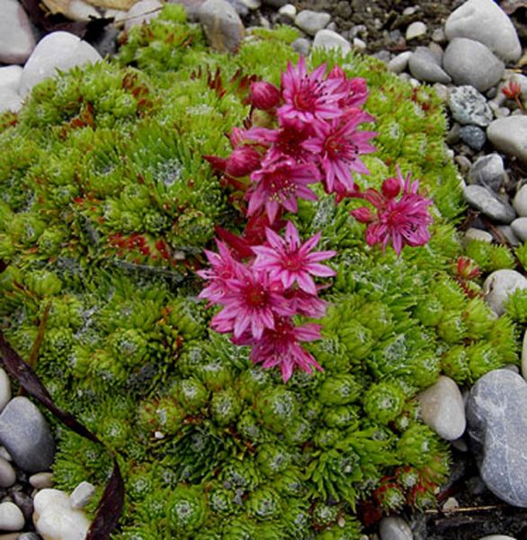 Spinnweb-Hauswurz Silberkarneol (Sempervivum arachnoideum)