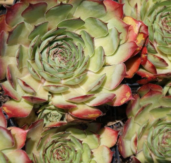 Hauswurz Cancer (Sempervivum hybride)