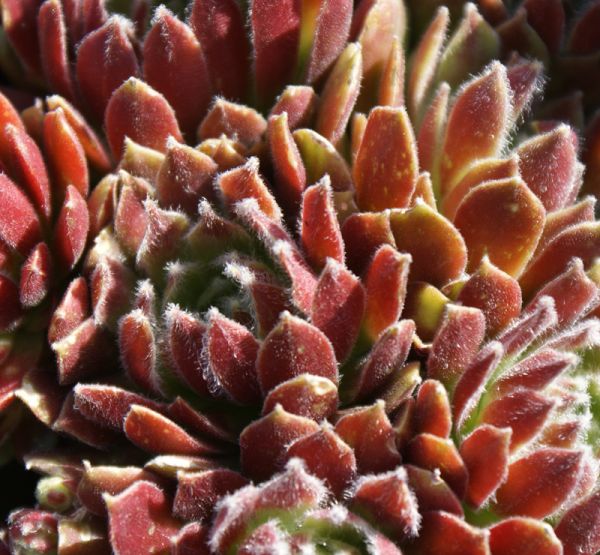 Hauswurz HeyHey (Sempervivum hybride)