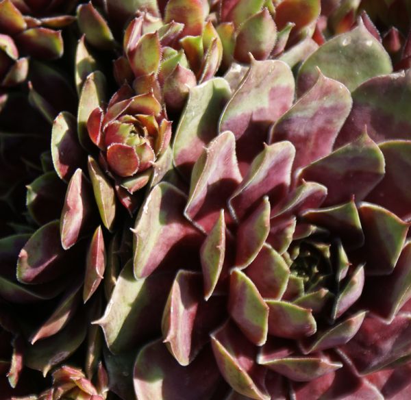 Hauswurz Smaragd (Sempervivum hybride)