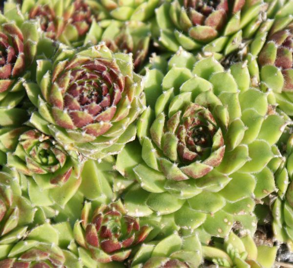 Sempervivum hybride Silberkarneol (Hauswurz)