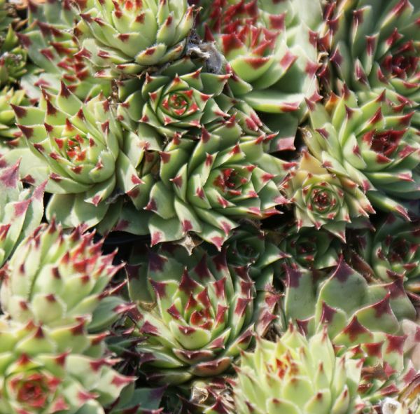 Sempervivum hybride Mrs. Guiseppii (Hauswurz)