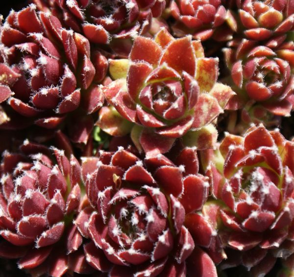 Sempervivum hybride Silberkarneol (Hauswurz)