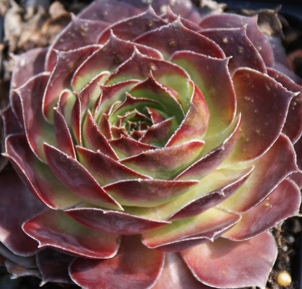 Hauswurz Cancer (Sempervivum hybride)