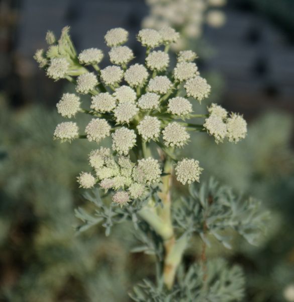 Grauer Bergfenchel (Seseli gummiferum)