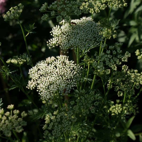 Echter Bergfenchel (Seseli montanum)