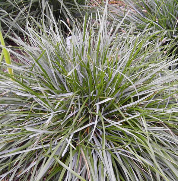 Kopfgras, Moor-Blaugras (Sesleria caerulea)