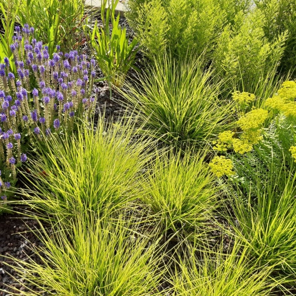 Herbst-Kopfgras (Sesleria autumnalis)