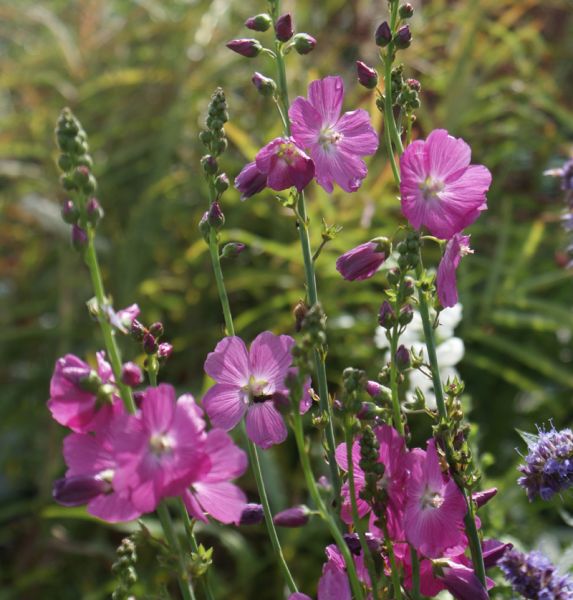 Präriemalve Stark´s Hybriden (Sidalcea malviflora Stark´s Hybriden)