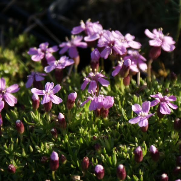 Silene acaulis Floribunda (Leimkraut, Zwerg-Leimkraut)