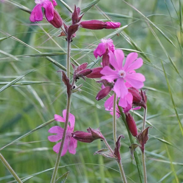 Tag-Lichtnelke (Silene dioica, Melandryum rubrum)
