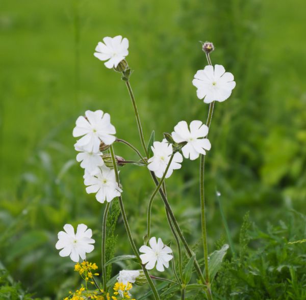 Weiße Lichtnelke (Silene latifolia ssp. alba)