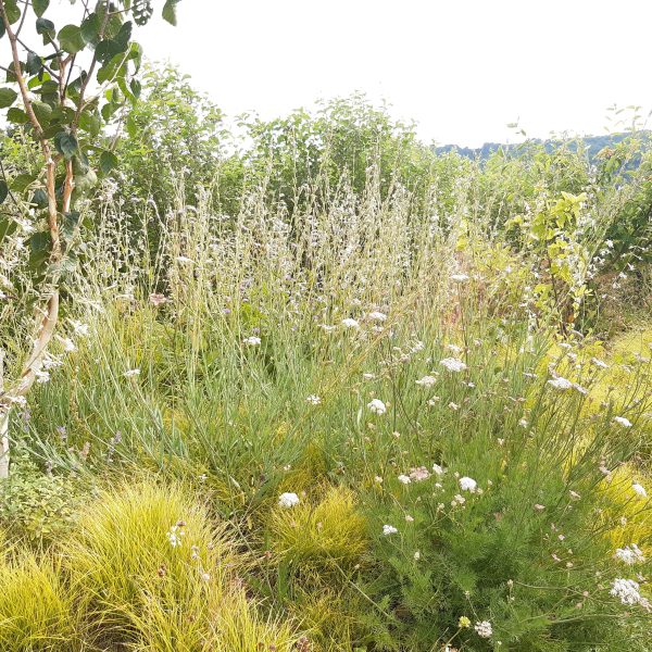 Frivaldsky Leimkraut (Silene frivaldskyana)