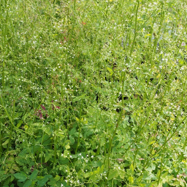 Sison amomum (Würzsilie, Gewürzdolde, Muskatkraut)