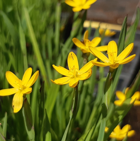 Binsenlilie (Sisyrinchium californicum)