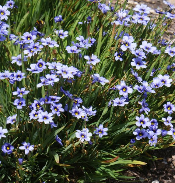 Binsenlilie Lucerne (Sisyrinchium angustifolium Lucerne)