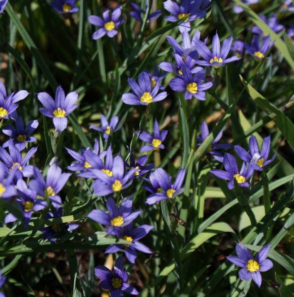 Binsenlilie Lucerne (Sisyrinchium angustifolium Lucerne)