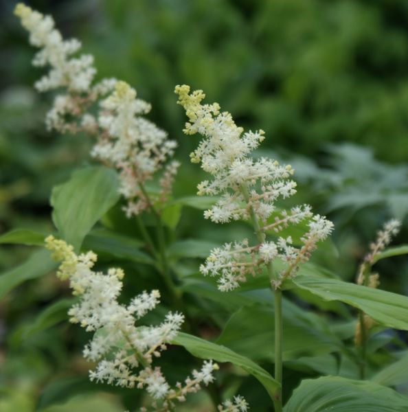 Duftsiegel (Maianthemum racemosum, Smilacina racemosa)