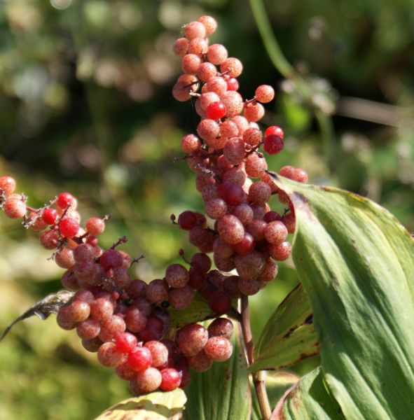 Duftsiegel (Maianthemum racemosum, Smilacina racemosa)