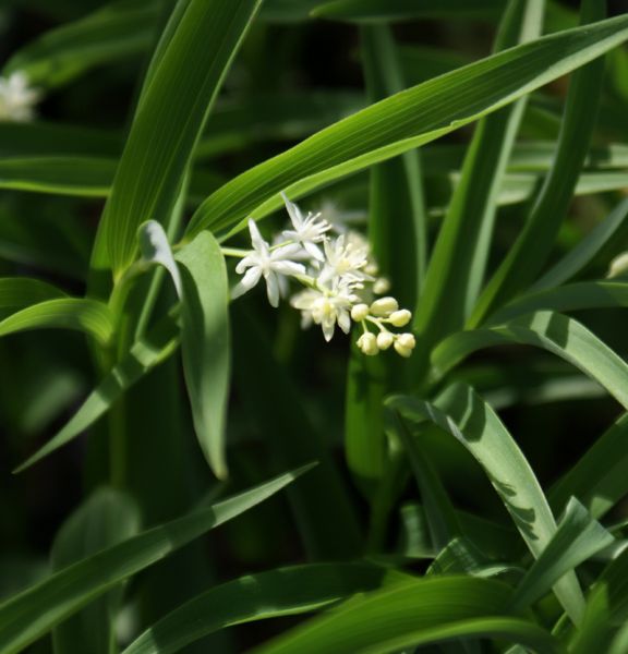 Duftsiegel (Maianthemum stellatum, Smilacina stellata)
