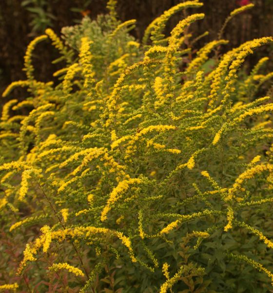 Goldrute Fireworks (Solidago hybride Fireworks)